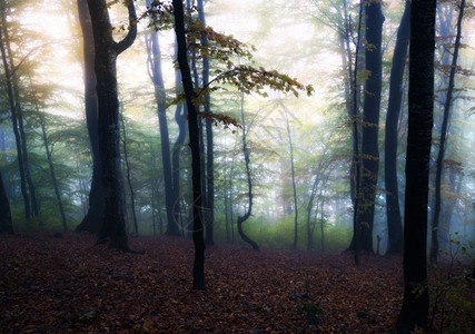 奇幻的森林秋天高清图片素材