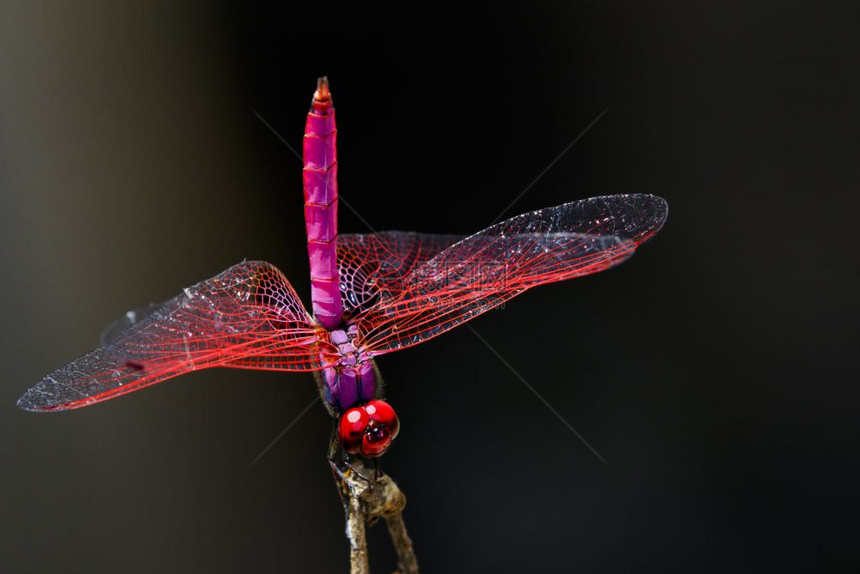 有关自然背景的龙蝇Trithemisauurora图像昆虫图片