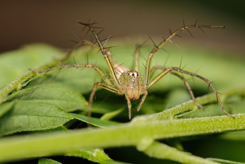 关于自然背景的Oxyopidae蜘蛛JavaLynx蜘蛛Oxyopes参考Javanus图像JavaLynx蜘蛛Oxyopes图片