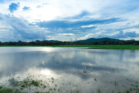 斯里兰卡湖地貌水上的树木湖背景图片