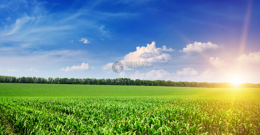 绿色玉米田和蓝天空上美丽的日出图片