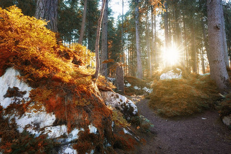秋色阳光明的林地图片