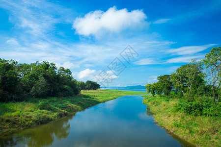 斯里兰卡湖地貌水上的树木湖背景图片