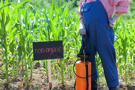 无创DNA农民站在无有机玉米田前背景