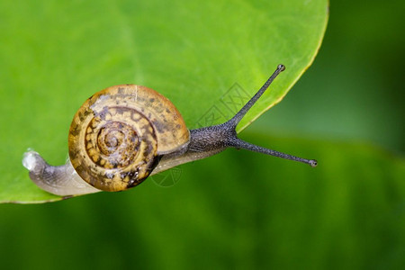 绿叶上的蜗牛影像爬虫动物图片