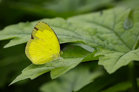 布里欧修Andersons绿叶上的青黄蝴蝶Euremaandersoniiandersonii图像背景
