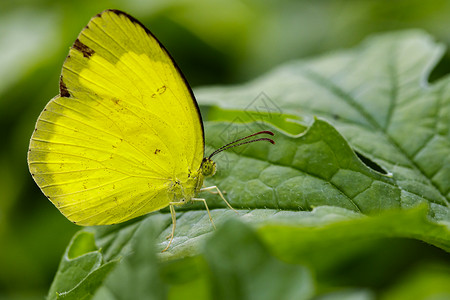 布里欧修Andersons绿叶上的青黄蝴蝶Euremaandersoniiandersonii图像背景