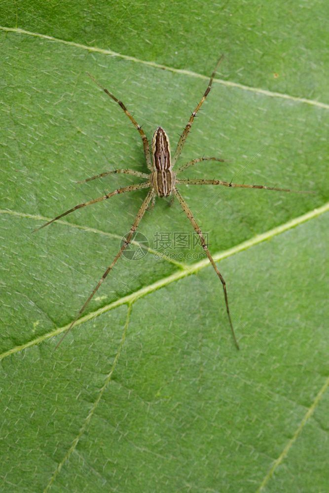 绿叶上的四位斑点幼稚丝网蜘蛛Sphedanusquidrimaculata图像图片