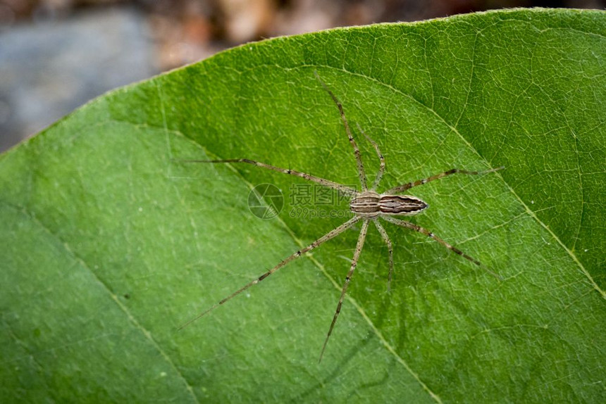 绿叶上的四位斑点幼稚丝网蜘蛛Sphedanusquidrimaculata图像图片