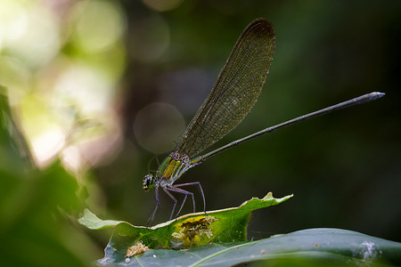 绿叶上的Vestalisgracilisdromfly亚马逊昆虫动物图片