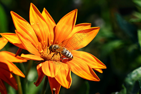 大多数蜜蜂在花上收集蜜授粉给植物背景图片