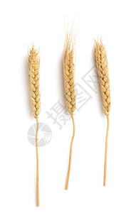 白底孤立的小麦耳朵图片