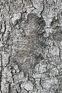 树皮纹理抽象背景和纹理图片