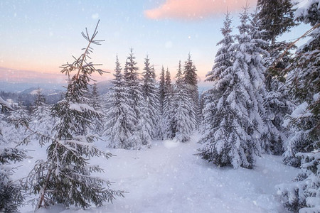 冬季山丘的雪树图片