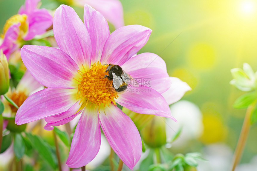 大黄蜂在太阳照耀的大丽花上收集蜜图片