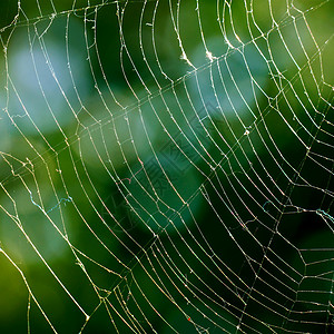 绿色叶子背景的蜘蛛网图片