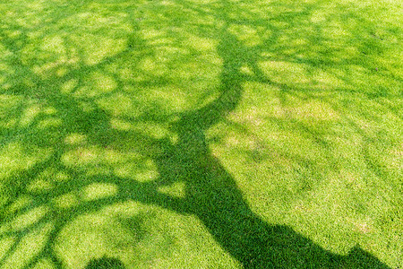 春天树影在短的绿草上背景图片