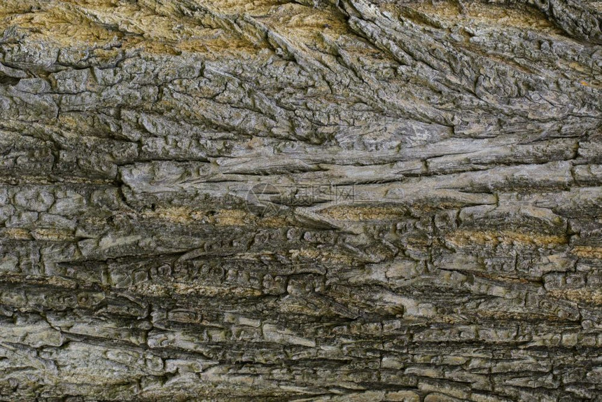 木质与自然形态背景旧面板树皮图片