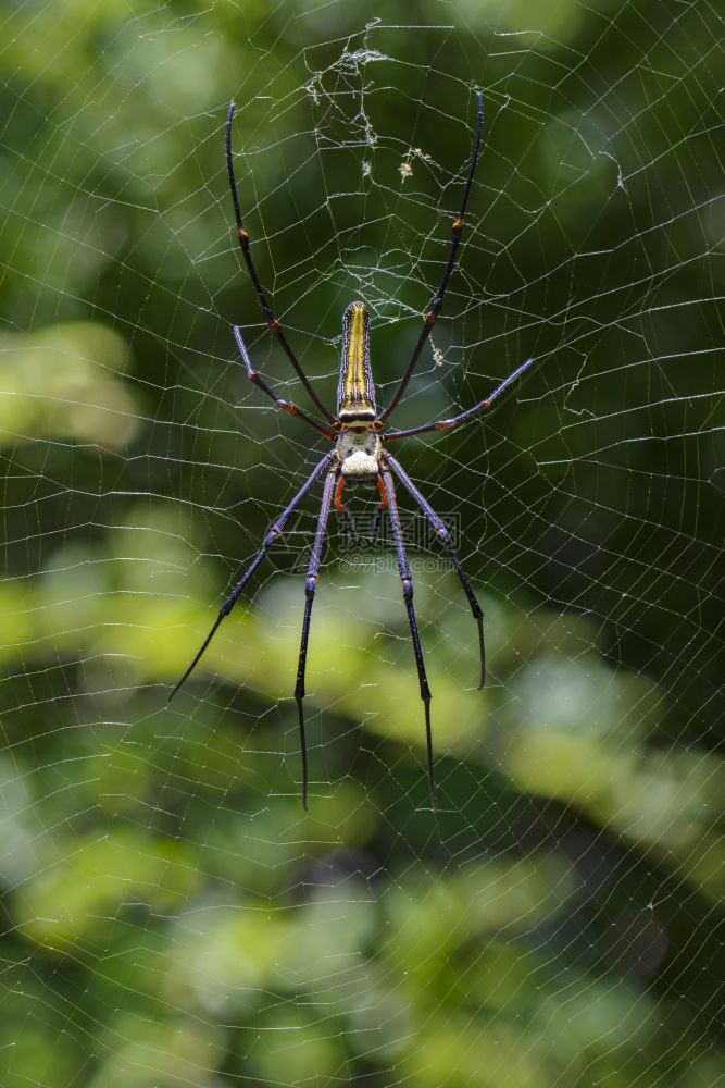 蜘蛛NephilaMaculataGaintLongjawedOrbweaver在网络中的图片图片
