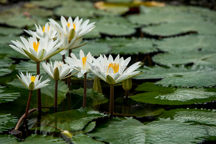 池塘中的白水百花图片