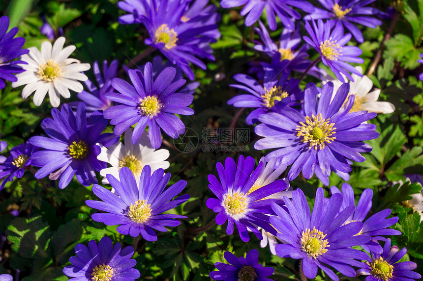 粉和紫花背景图片