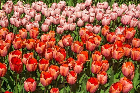红色郁金香惊人的红色郁金花露天的春光图片