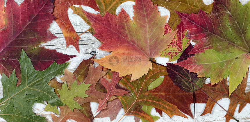 在生锈白木上以填装框架格式的秋叶图片