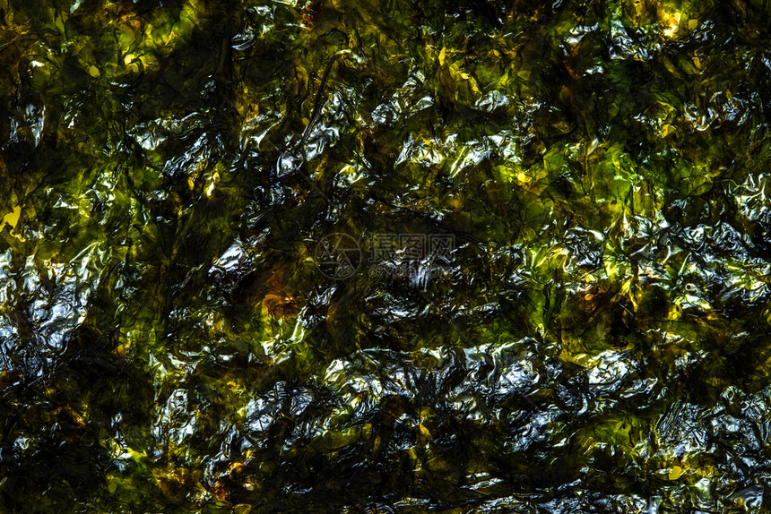 干旱海藻背景图片