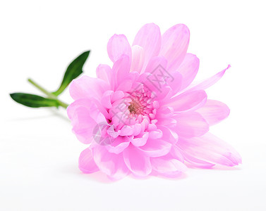 白上粉红菊花高清图片