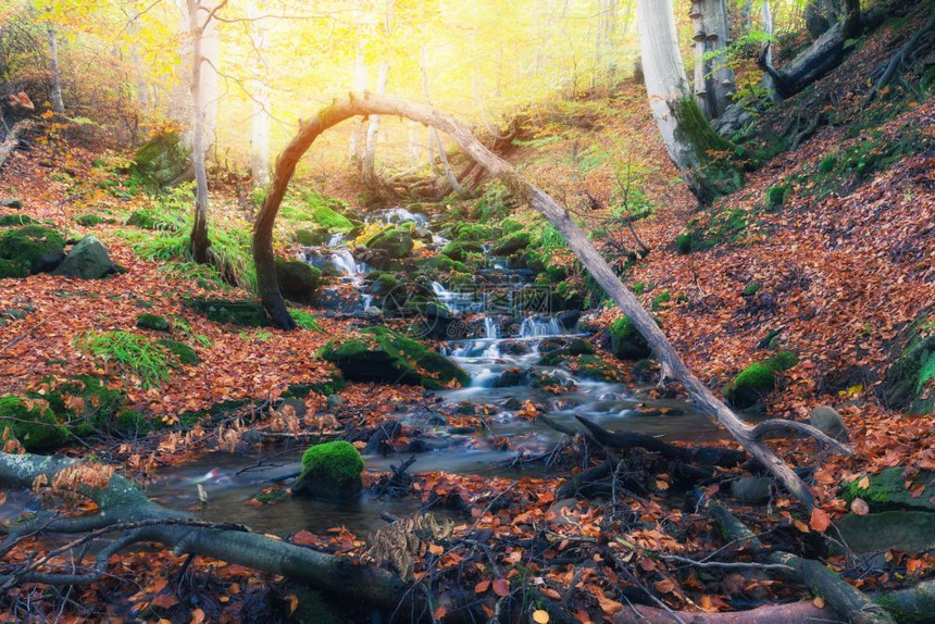秋色森林和山溪图片