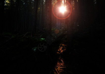 旧森林的太阳光束图片