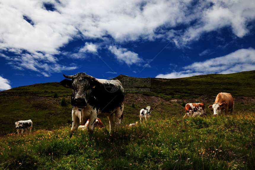 高山丘牧场上的牛近视图图片
