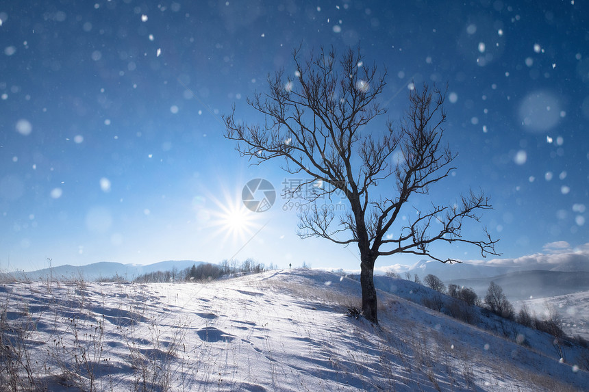 冬雪山顶的孤单大树图片