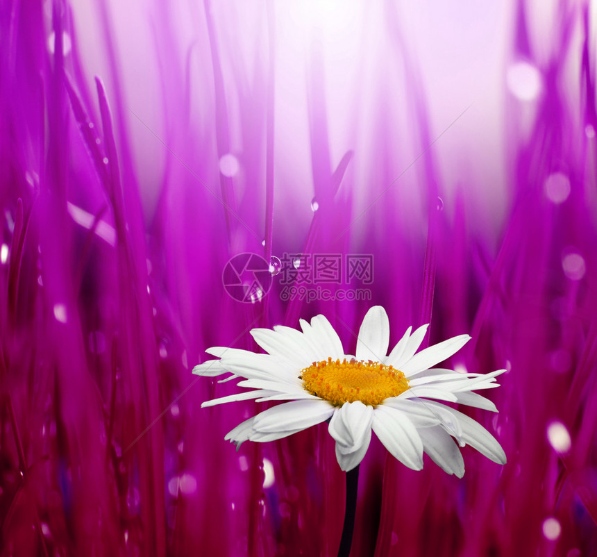 自然界中的白甘菊模糊背景图片