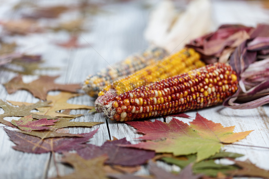 近距离靠秋季节树叶和玉米用于在白锈木板上的季节假日图片