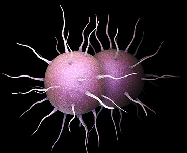 Neisseriagonorrhoea细菌是造成传染感的细菌淋病背景图片