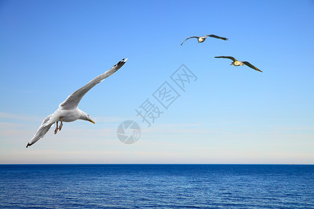 海鸥飞翔的景图片