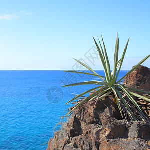 底的Aloevera植物和海洋特内里费加那利群岛图片