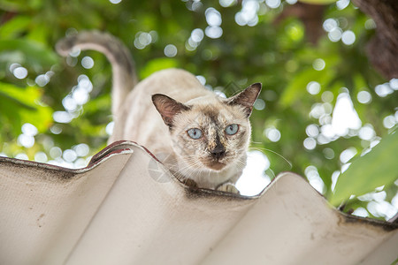 在屋顶上的猫高清图片