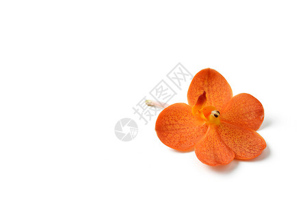 白背景的橙兰花背景图片