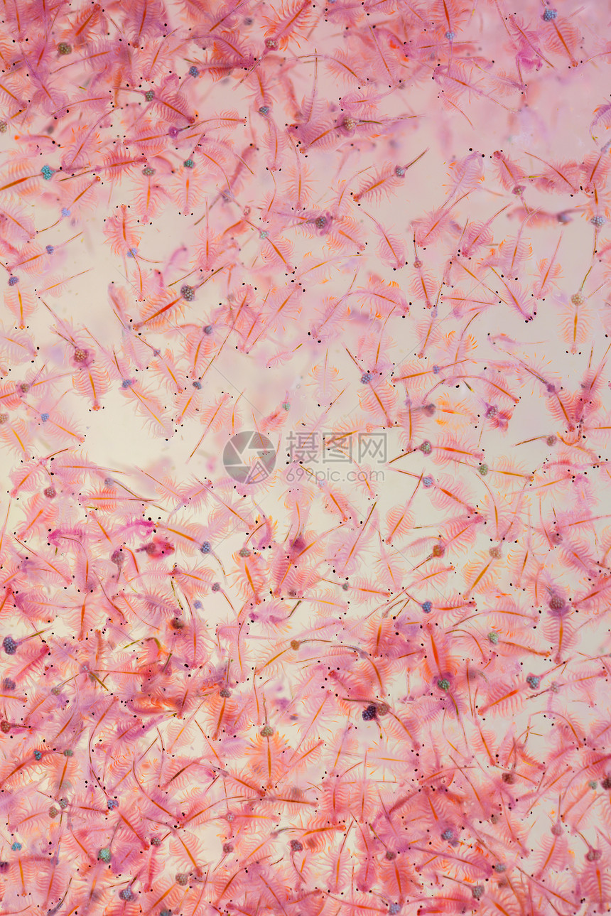 浮游水虾图片