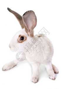 白色背景面前的巨兔子背景图片