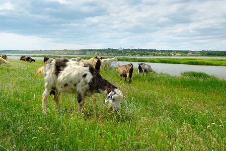 山羊群和牧在湖附近的牧场放图片
