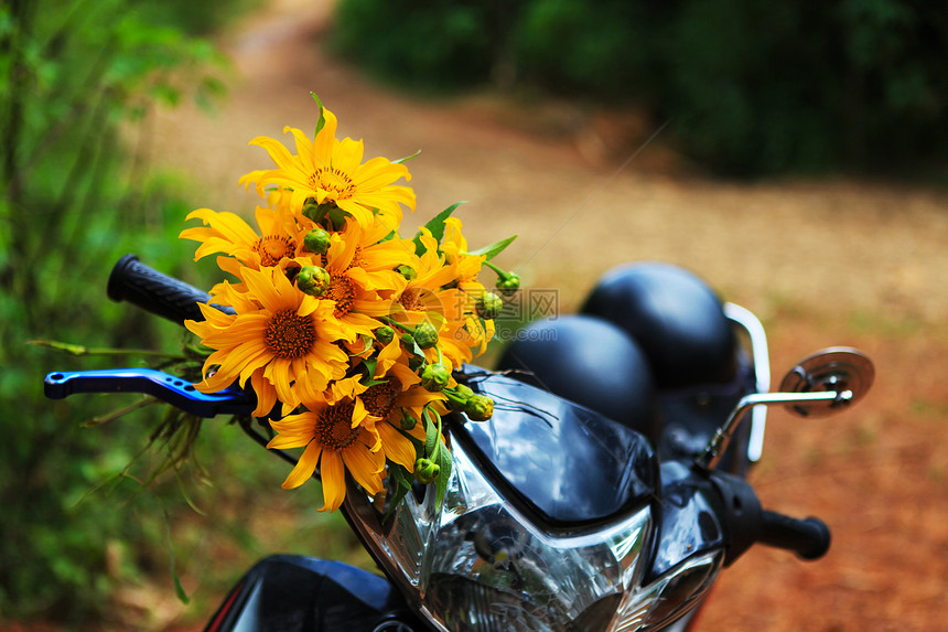 DALAT2017年月26日17年月26日公路旅行在越南大莱特的黄色多彩场景中在野向日葵开花的灌丛中乘摩托车前往乡村在黄色多彩场图片