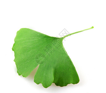 Ginkgobilobabiloba在白色上被隔离背景图片