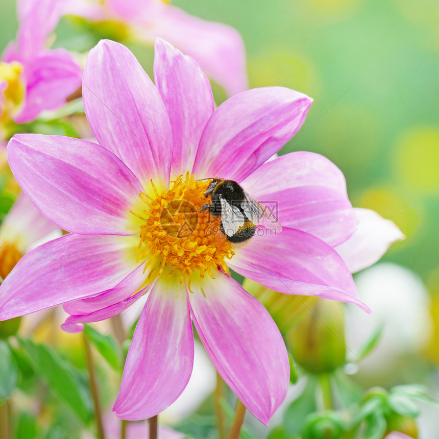 大黑黄蜂收集花蜜图片