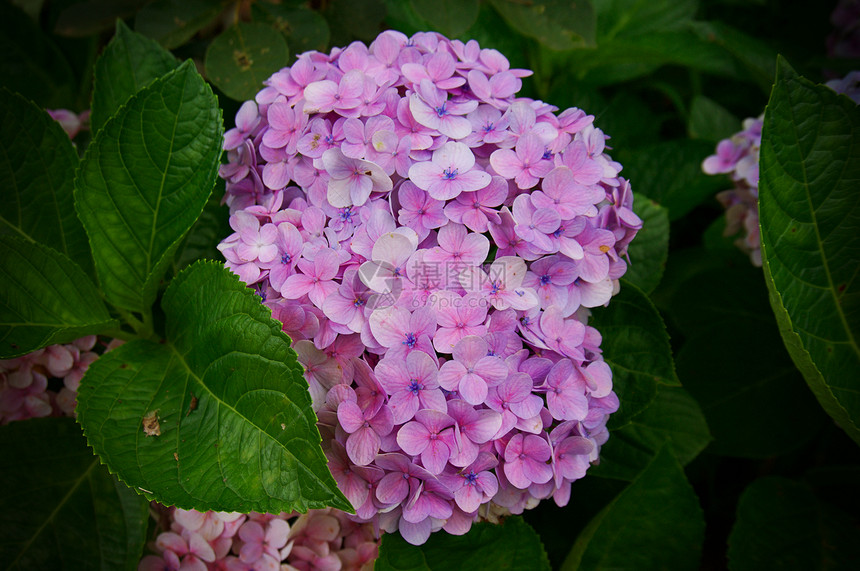 Hydrangea大型植物花的背景图片