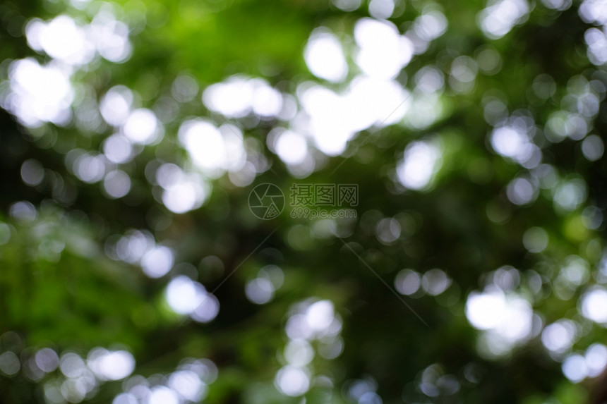 模糊明亮的自然美貌背景模糊了布基亚森林的树叶花园和公与阳光用于背景和视角图片