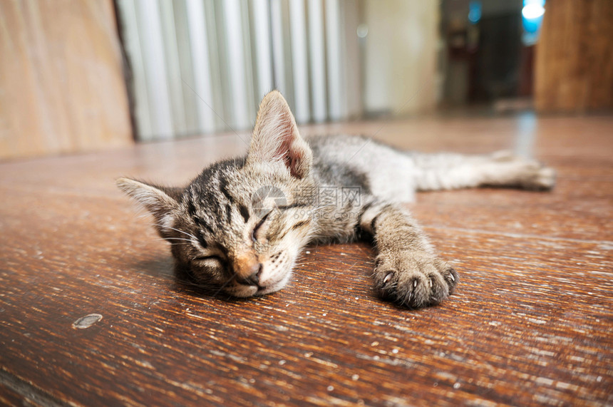 猫咪躺在木地板上图片