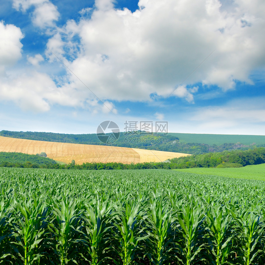 山丘中的玉米田和蓝天中的白云图片